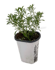 Winter Savory - Satureja - Fishes, Meats, Sauces, Soups - Live Plant - 4.33" Pot