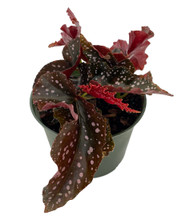 Cracklin Rosie Begonia Plant - 6" Pot -Excellent Houseplant- Collector's Series