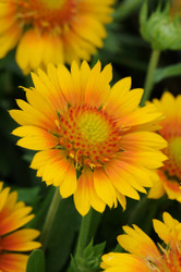 Mesa™ Peach Blanket Flower - Gaillardia - Quart Pot