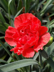 Early Bird™ Chili Dianthus - Double Red Blossoms - Quart Pot