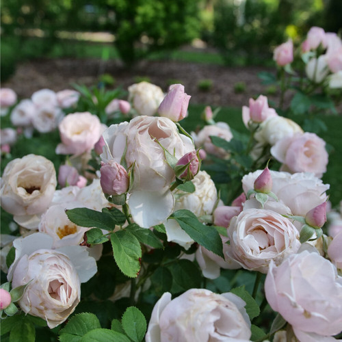 Flavorette Pear'd™ Rose - Proven Winners - 4