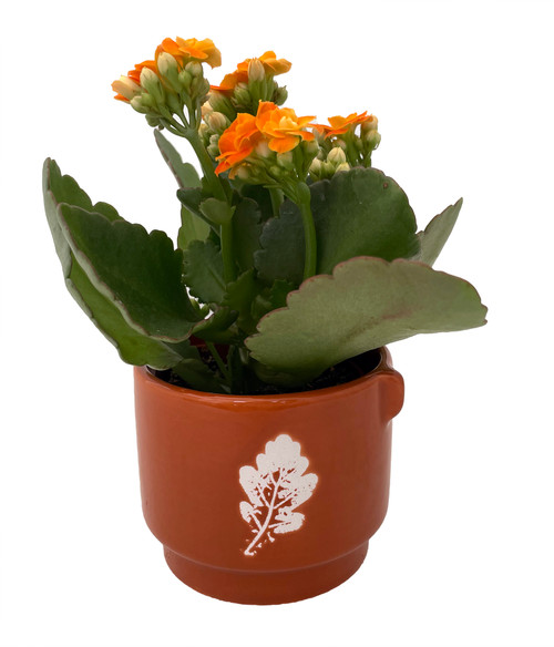 leavespspice1__71162.