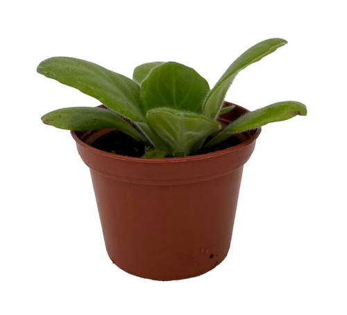 Dale's Periwinkle Blush Asian Violet - Primulina - House Plant