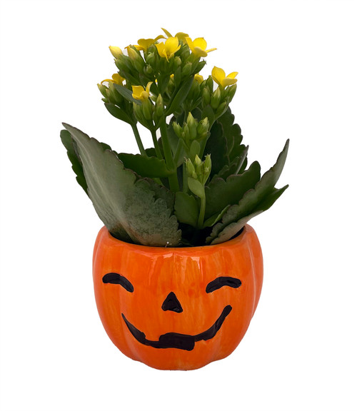 Happy Jack o Lantern Ceramic Planter with Live Kalanchoe Succulent