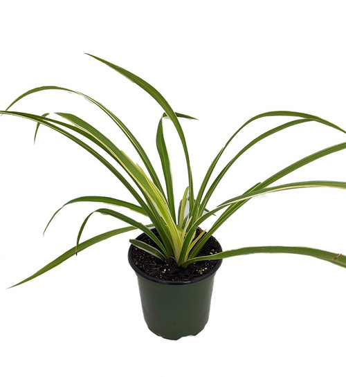succulents in bulk cheap Bulk Succulent Plants  Watters Garden Center