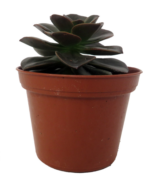 where can i buy succulents in bulk Assorted Succulent Set in 2