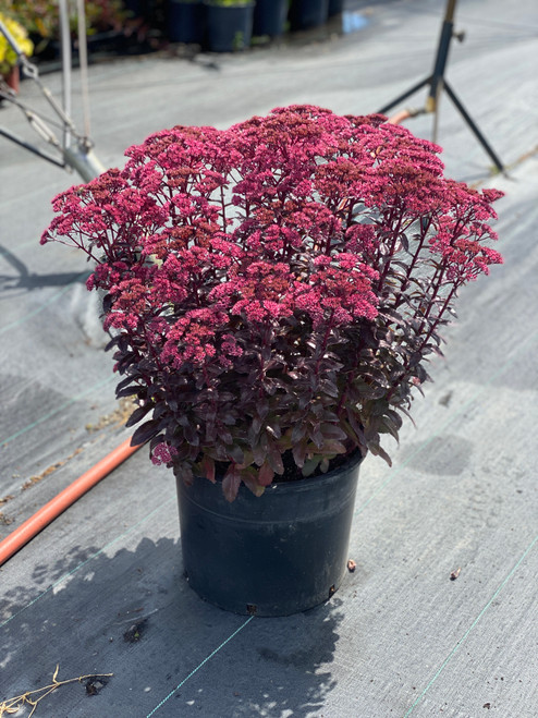 hires-sedum-tall-upright-