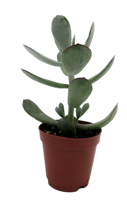 big plant pots indoor Buy Big Sonoma Planter Set of 4 in Clay 22.0" D x 19.0" H / Organic Clay