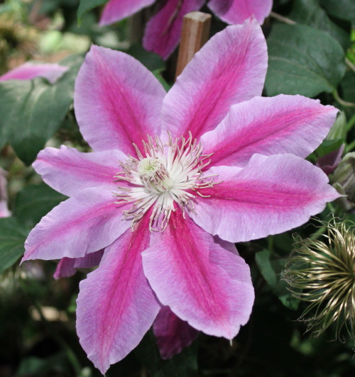 Dr. Ruppel Clematis Vine - 2.5