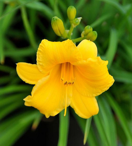 Stella D' Oro' Daylily - Hemerocallis - Best Rebloomer - Quart Pot