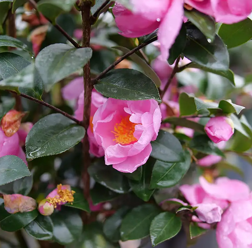 camellia　４点セット JUST CHILL® Double Mauve - Camellia - 4