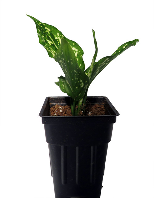 Variegated Snowflake Chinese Evergreen Plant - Aglaonema