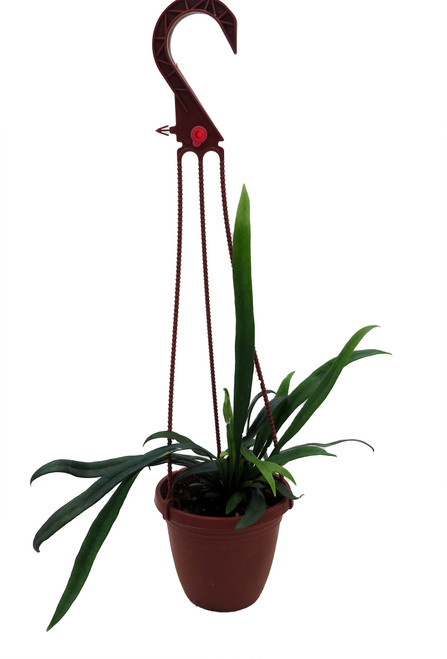 Blue Oil Fern - 4