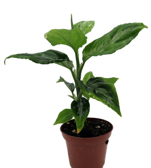 Bicolor Chinese Evergreen Plant - Aglaonema pictum - 2.5