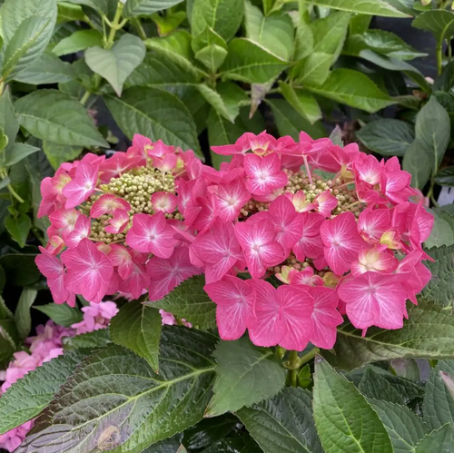 Let's Dance Hot Stepper™ Bigleaf Hydrangea - 4