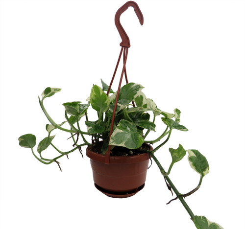 N Joy Pothos - Epipremnum aureum - 4" Hanging Basket - Hirt's Gardens