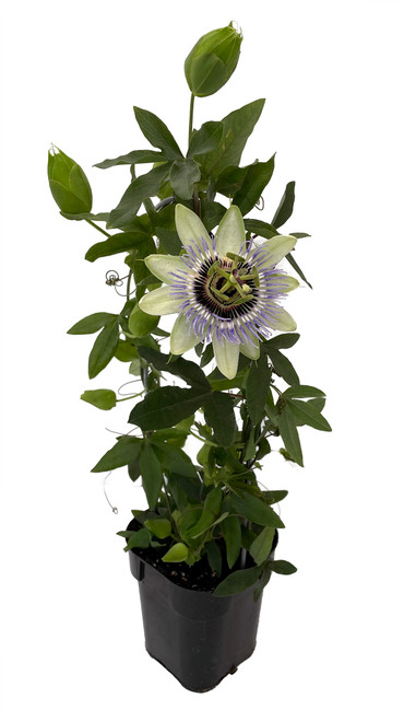 black viola plant Pansy 'Black Mix' (Viola x wittrockiana) – Three Brothers Blooms