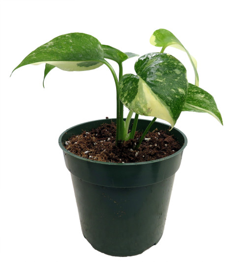 Rare Green Snow Monstera- 4