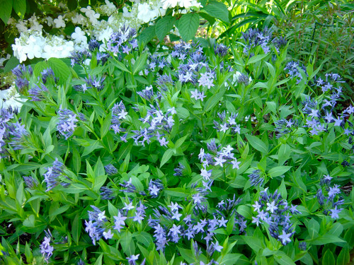 Blue Ice Amsonia Perennial - NEW! - Quart Pot - Hirt's Gardens