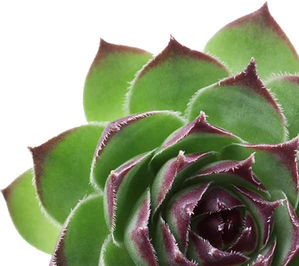 Shop Plants for Sale Online House Plant Subscription Service Hirt's