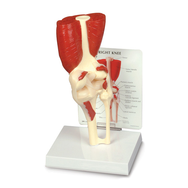 MUSCLED KNEE JOINT MODEL