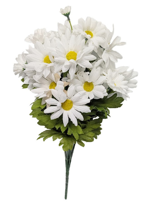 White Daisy Bush