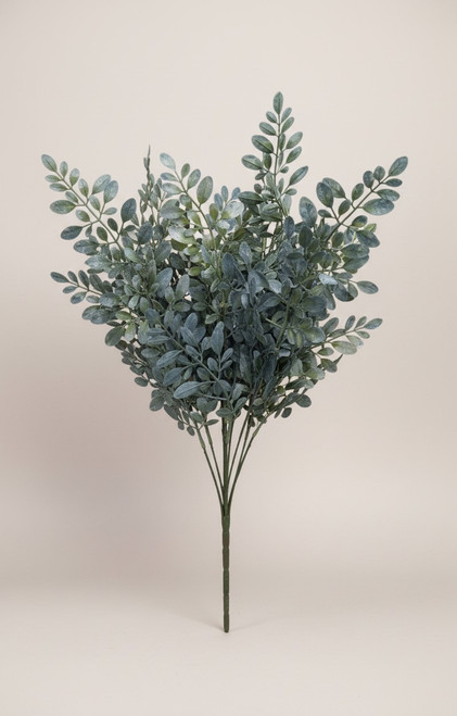 Blue Hemlock Bush