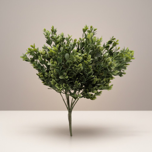 Full Boxwood Bush