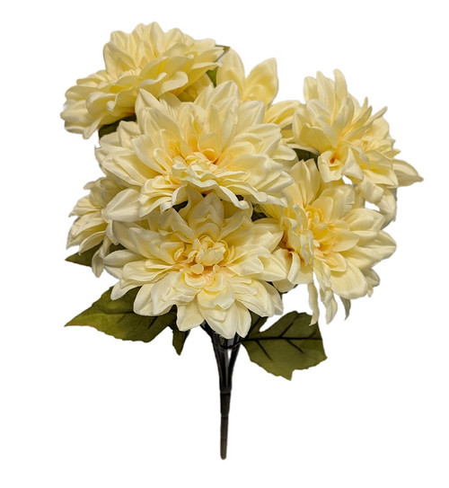 Buttery Beige Dahlia Bush Buttery Beige Dahlia Bush