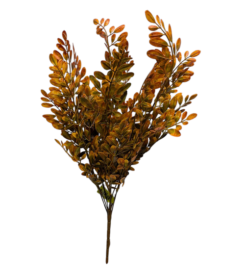 Hemlock Bush - Orange Hemlock Bush - Orange