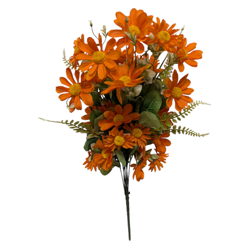 Orange Mixed Daisy Bush