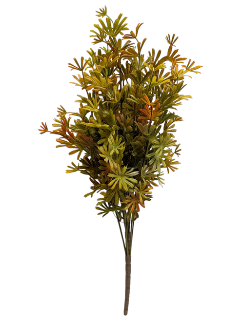 Star Fern Bush - Yellow Orange Green Star Fern Bush - Yellow Orange Green