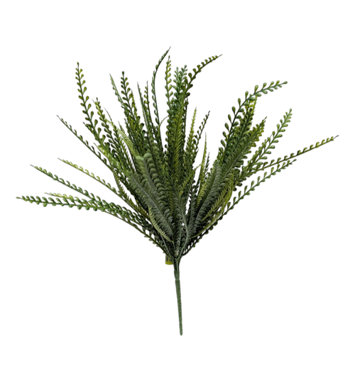 Button Leaf Bush Button Leaf Bush