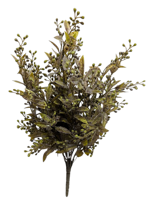 Rustic Olive Tea Leaf Bush Rustic Olive Tea Leaf Bush
