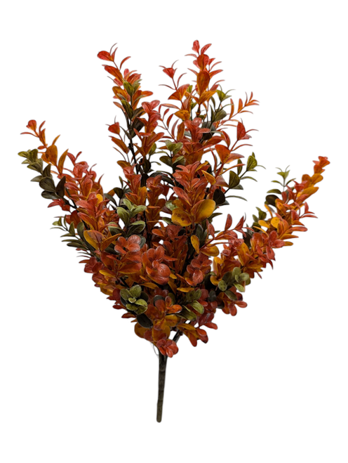 Autumn Boxwood Bush Autumn Boxwood Bush