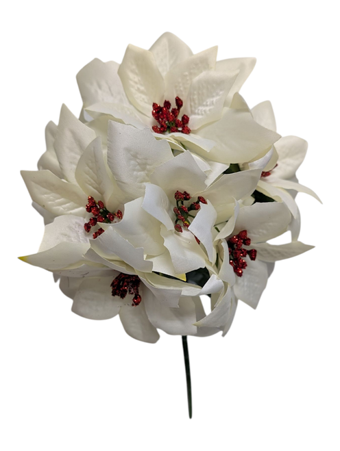 Small Creamy White Poinsettia Bush Small Creamy White Poinsettia Bush