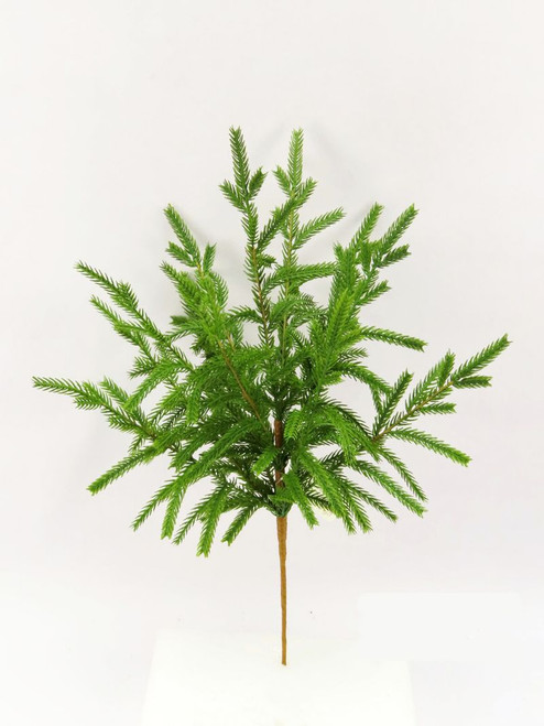 20" Norfolk Pine Bush 20" Norfolk Pine Bush