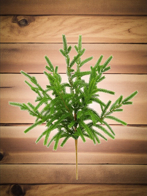 20" Norfolk Pine Bush 20" Norfolk Pine Bush