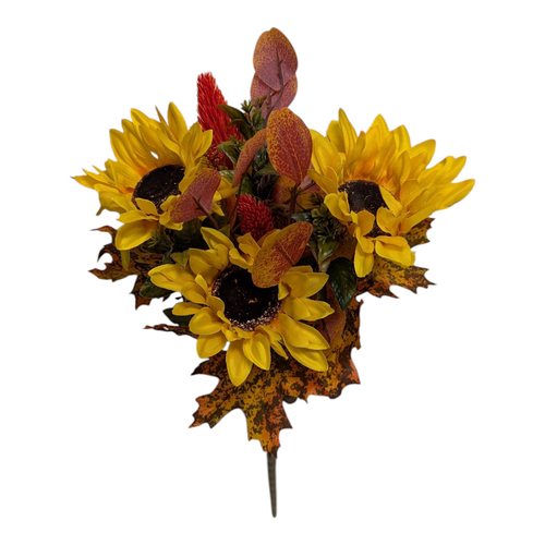 Yellow Orange Maple Sunflower Bush Yellow Orange Maple Sunflower Bush