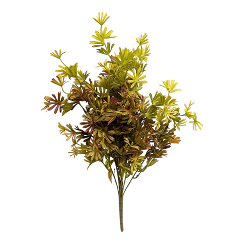 Star Fern Bush - Yellow Brown Star Fern Bush - Yellow Brown