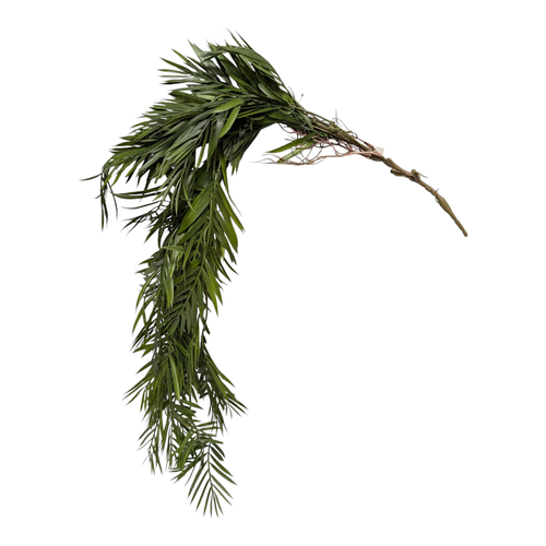 Asparagus Hanging Bush Asparagus Hanging Bush
