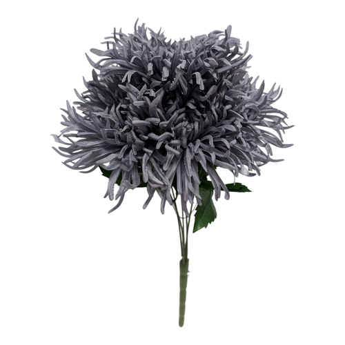 Dusty Blue Spider Mums
