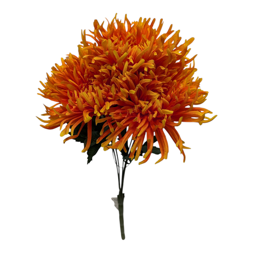 Orange Spider Mums Orange Spider Mums