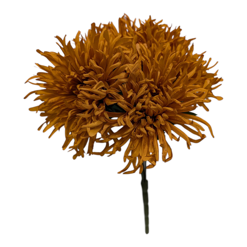 Golden Brown Spider Mums Golden Brown Spider Mums