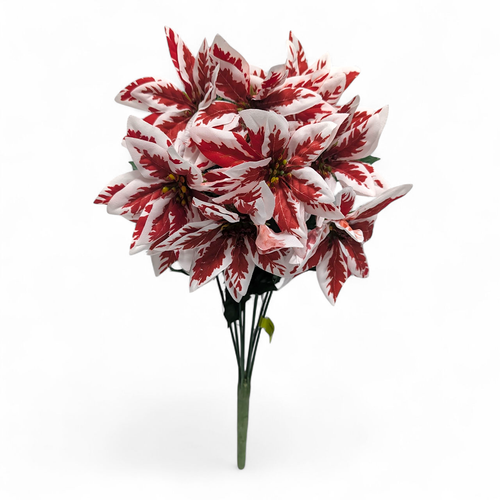 Peppermint Poinsettia