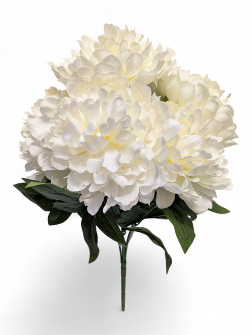 Winter Ivory Peony Bush