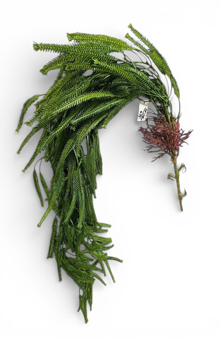 32" Feathered Moss Hanging Bush - Deep Green with Mauve Accents