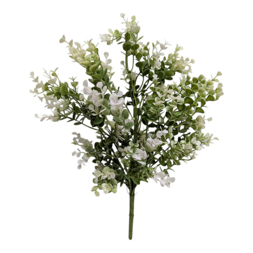 Sage Baby Eucalyptus Bush with Creamy White Highlights