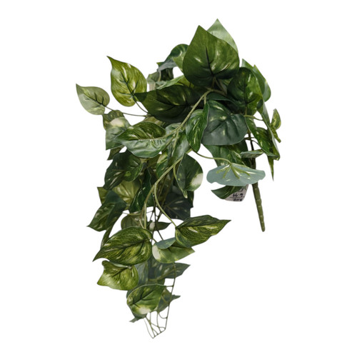 Variegated Golden Pothos Hanging Bush (Trailing Ivy Drooper)