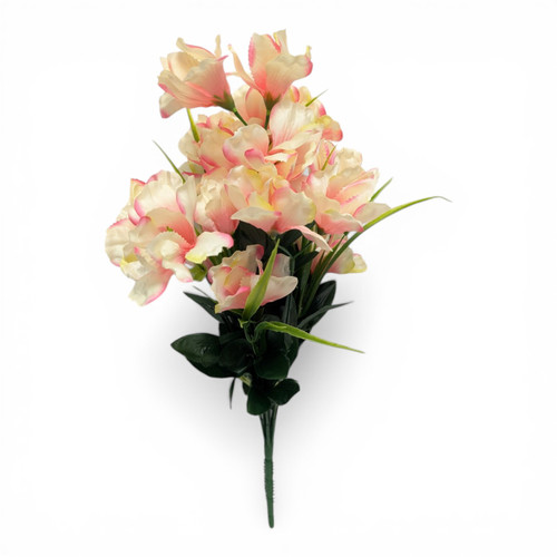 Pink & Cream Iris Bush